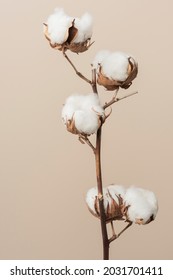 Dried Fluffy Cotton Flower Branch On A Beige Background