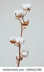 Dried fluffy cotton flower branch on a gray background