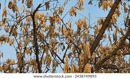 Dried fruits or Seedpods hanging on the golden Albizia lebbeck (siris) tree.