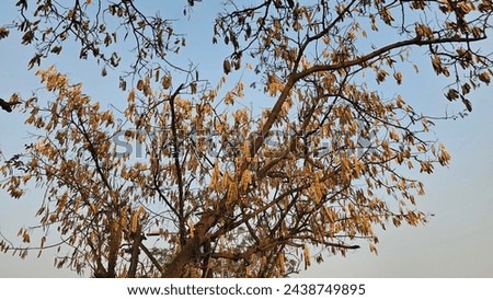 Dried fruits or Seedpods hanging on the golden Albizia lebbeck (siris) tree.