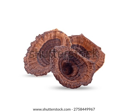 dried ganoderma lucidum isolated on white background