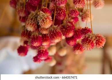 Dried Globe Amaranth 