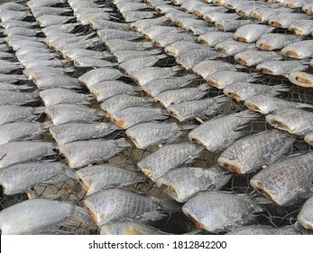 Dried Gourami Fish.dried Salted Snakeskin Gourami Fish With Spawn,
Both Fresh Fish And Processed Into Various Products Such As Sun-dried Fish.