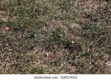 Dried Up Gras In The Garden Due To The Persistent Drought And Heatwave In Summer, Change Of Climate Is Here. 