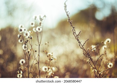 Dried grass beige. Golden flowering spikelets dry autumn grass. Dry autumn grasses with spikelets of beige color close-up. Solar lighting, contour light. Natural background. Selective focus - Powered by Shutterstock