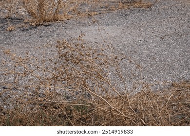 dried grass and bushes on the old asphalt roadside - Powered by Shutterstock