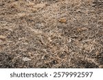 Dried grass and cracked soil texture. A close-up of parched land with dead grass, representing drought, climate change, and environmental impact. A concept of global warming and water scarcity.