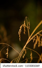 Dried grass, dark background