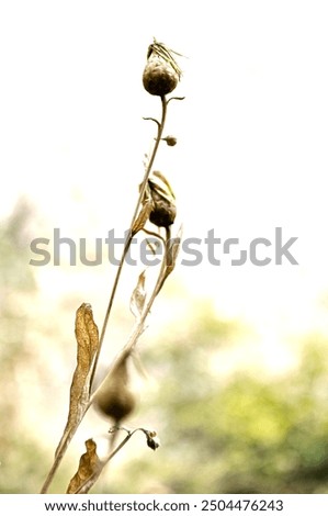 Similar – Foto Bild Frühling frisch zart Blatt