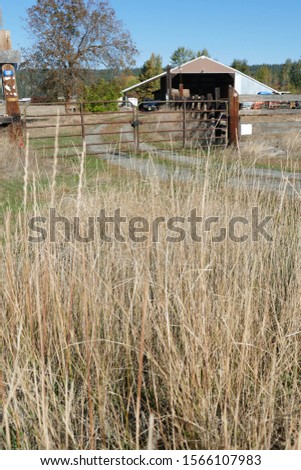 Dried grass frames an old barn along the Teanaway river near Cle Elum in eastern Washington