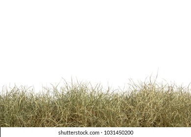 Dried grass isolated on white background.dry grass field.
