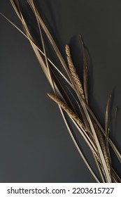 Dried Grass On Dark Background. Aesthetic Neutral Bohemian Floral Composition