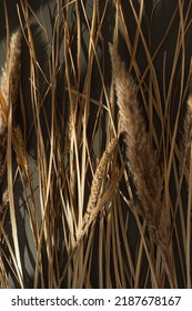 Dried Grass Pattern In Sunlight Shadows On Dark Background. Aesthetic Neutral Bohemian Floral Composition