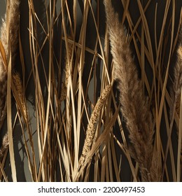 Dried Grass Pattern In Sunlight Shadows On Dark Background. Aesthetic Neutral Bohemian Floral Composition