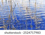 Dried grass reeds and their water ripples, nature landscape yellow blue color. Growing wild plants in lake or wetlands, abstract natural texture pattern from reflections on water in shape curved lines