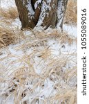 Dried Grasses and the bottom of a tree trunk offer a little color in winter, Rock Run Forest Preserve, Will County, Illinois