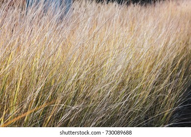 Dried grasses in late fall