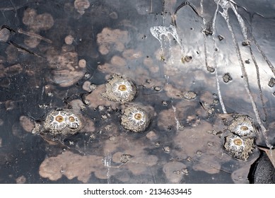 Dried Gray Whale Skin With Barnacles