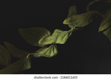 Dried Green Flowers Abstract Background