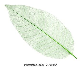 dried green leaf isolated on white