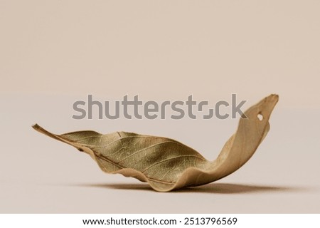 Dried green leaf on a beige background