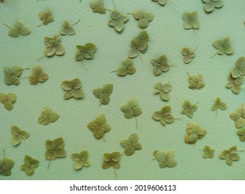 Dried Green Leaves On The Light Greenbackground