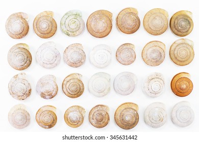 Dried grunge snail shells texture isolated on white background - Powered by Shutterstock