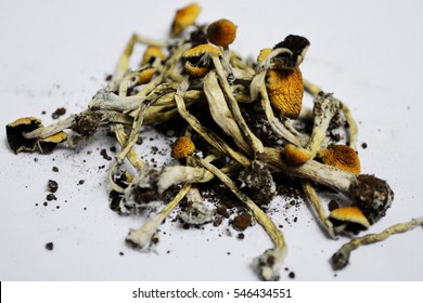 Dried Hallucinogen Mushrooms