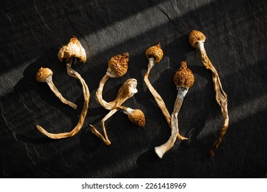 Dried hallucinogenic magic mushrooms on black background. Psychoactive Psilocybin Mushrooms. Dried shrooms on grunge plate