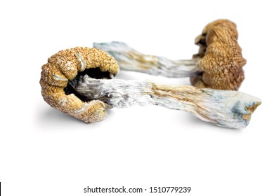 Dried Hallucinogenic Magic Mushrooms. Psychoactive Psilocybin Mushrooms. Dried Shrooms On White Background.