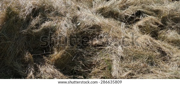 Dried Hay Straw Barn Background Stock Photo Edit Now 286635809