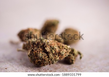 dried hemp inflorescences ready to be smoked in a joint