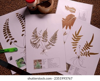 Dried herbarium is plant material that has been preserved by drying or also called dried herbarium specimens. These specimens are useful as supporting materials for learning biology