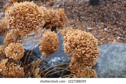 dried hydrangea balls in the rain