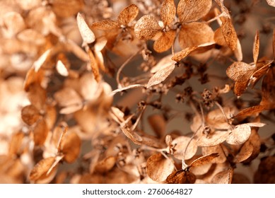 Dried hydrangea flowers creating a delicate botanical texture, ideal for floral backgrounds, seasonal design, natural decoration, gardening, rustic aesthetics, and organic lifestyle communication.