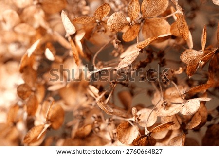 Dried hydrangea flowers creating a delicate botanical texture, ideal for floral backgrounds, seasonal design, natural decoration, gardening, rustic aesthetics, and organic lifestyle communication.