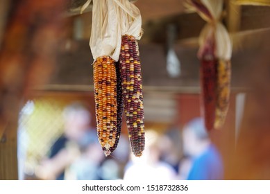 Dried Indian Corn Cobs With Multicolored Kernels Hanging At Farm Stand Market, Fall Harvest And Autumn Decorations