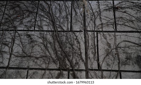 Dried Ivy Wall On The Street At Night