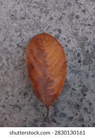 A dried jackfruit leaf with brown and orange areas, predominantly brown overall