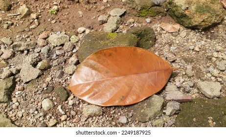 Dried jackfruit leaves falling from the tree - Shutterstock ID 2249187925
