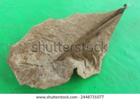 Dried ketapang leaves, the Ketapang tree with the Latin name Terminalia catappa has woody stems and can grow to a height of around 35 meters