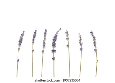 Dried Lavender Flowers Isolated On White Background. Flower Composition. Top View, Flat Lay