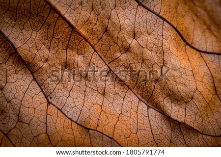 Dried leaf close up; fine details and very high-res for backgrounds.