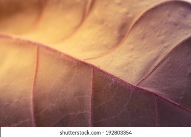 Dried leaf color two tone for background