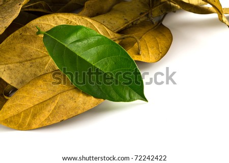Dried Leaf and green leaf isolated over white