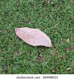Dried Leaf on The Grass