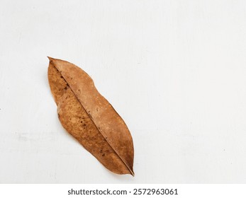 dried leaf on white table