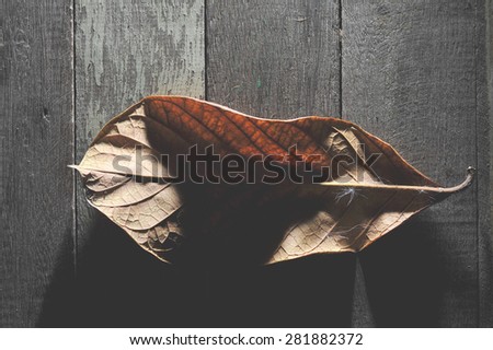 Dried leaf on wood with lighting and shadow