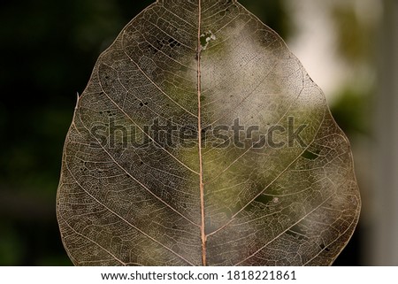Dried leaf of pipal tree called ficus religiosa shot in macro magnification 