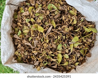 Dried leaf in a plastic bag - Powered by Shutterstock